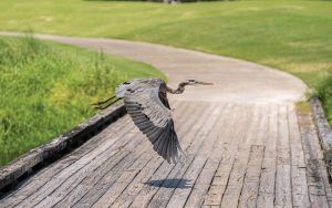 bird flying over golf course